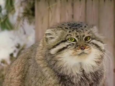 为什么猫科动物都让人觉得喜欢呢?没事就想下去撸#神奇的动物在抖音 #动物解说 #猫科动物 #动物世界