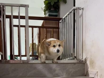 #柯基 #萌宠出道计划 让我来看看你们的小狗犯错以后😅