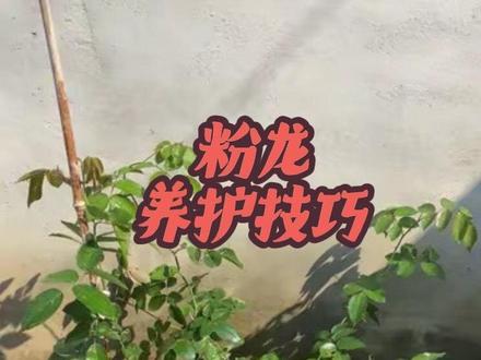 关于我用1年零4个月养大一棵粉色龙沙宝石的养护心得#月季 #粉色龙沙宝石 #种植小技巧