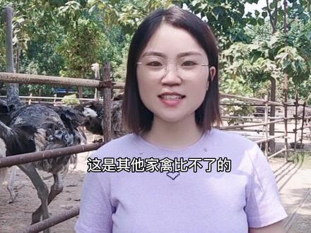 想自己找销路,首先你要了解鸵鸟的优势在哪?#养殖 #鸵鸟