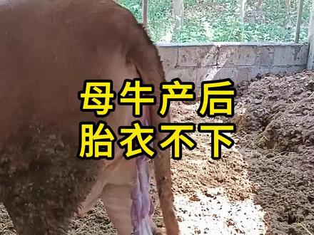 母牛产后胎衣不下,2个妙招帮助你
#养殖经验分享 #养牛技术 #养牛人 #养殖经验分享