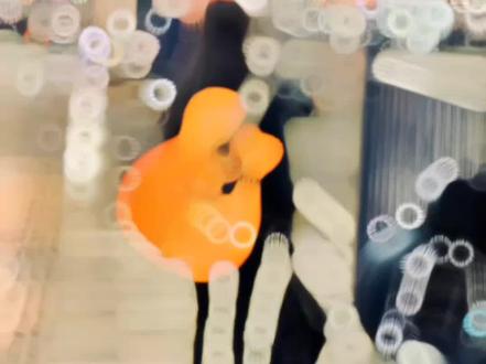 #我的郁金香小姐 #江桥 #肖艾 如果江桥的生活里没有了肖艾 他真的会生不如死