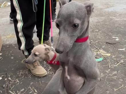 #萌宠出道计划 #抖音宠物天团 #灵缇犬 #灵缇犬 #dou加热门抖音小助手 今天帮粉丝选一只精品灵缇犬