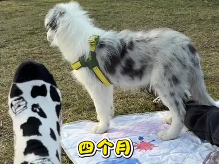 1到4个月|陨石边牧米勒变化能有多大?
#边牧边牧 #边牧日常 #陨石边牧#宠物成长日记