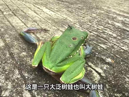 保护区动物科普之大泛树蛙