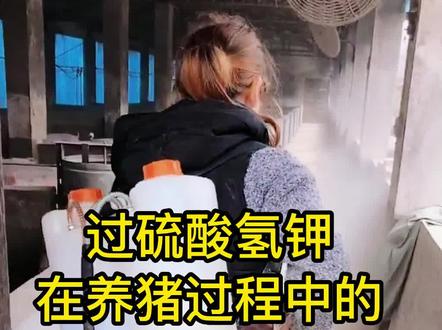 养猪猪场消毒用过硫酸氢钾的3个正确用法和4个错误用法,养猪人一定要注意#养猪 #猪场消毒 #猪场消毒液的选择 #养猪人