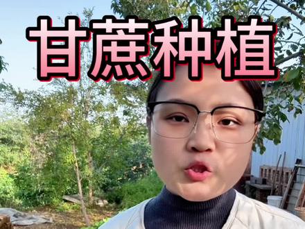 种甘蔗方法不对,种多少都白费#甘蔗种植 #三农种植 #农业种植