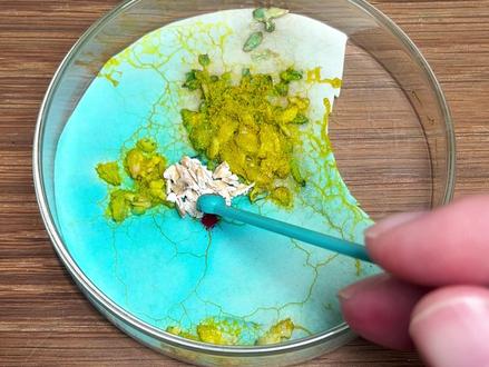 黏菌染色初见成效,实测黄黏菌+红色素=橙色 #玩个很新的东西 #黏菌