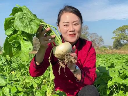 扁萝卜也叫盘菜#优质农产品 #萝卜 #扁萝卜 #盘菜