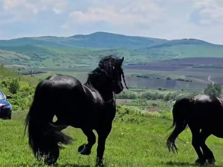 不知道我朋友能否买得起这匹马?#马 #汗血宝马 #涨见识