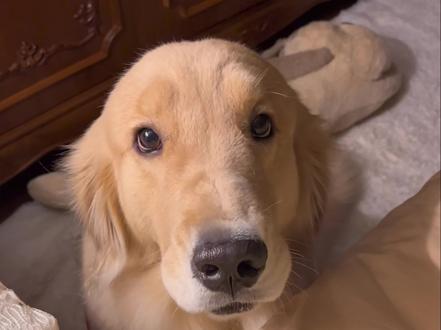 小狗随时准备迎接我的爱 #金毛