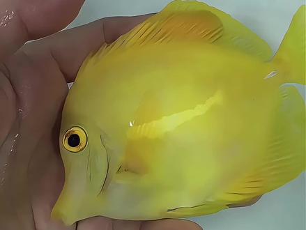 两条黄金吊的教训 视频结尾有铜药的说明对比#黄金吊 #海水鱼 #海缸 #海水鱼检疫 #白点