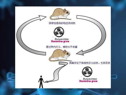 汉坦病毒是什么?该如何预防? #汉坦病毒 #汉坦病毒肺综合征 #热点 #医学科普 #抖出健康知识宝藏