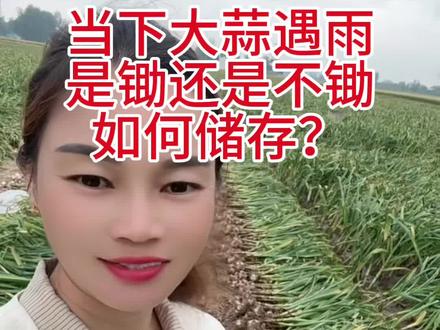 大蒜收获期遇雨是锄还是不锄?评论区说一下!#大蒜#收获#遇雨#储存#美丽农资