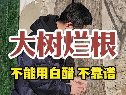 白醋能让大树烂根,难道是真的? 除大树千万不要用白醋,简直不靠谱 就用 #环嗪酮除大树竹子灌木杂草 #除大树 #大树压房 #除竹子