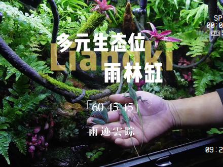 多元生物混养生态雨林饲养缸#安乐蜥 #姥爷树蛙 #蝾螈 #雨林缸 #生态缸