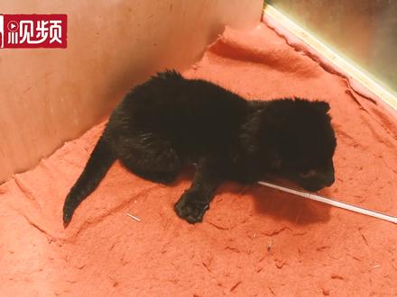 杭州野生动物世界:美洲豹龙凤胎降生啦