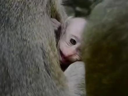 幼猴被猴群中的大猴子欺负,看着太解恨痛快!