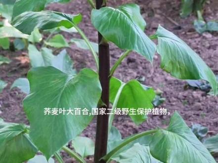 荞麦叶大百合,国家二级野生保护植物。