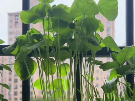 黑豆是怎么长大的? 简单快捷,一起来探索#黑豆 #花卉绿植 #种植小技巧 #万物皆可盘 #种草激励计划