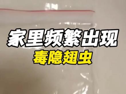 隐翅虫怎么消灭干净 隐翅虫怎么突然就多了?最近不少人家里出现很多毒隐翅虫!隐翅虫什么原因进入家里的?主要是由气候、环境和人类活动等多重因素共同作用导致的,焚烧秸秆、气候的转换,以及农作物的增加,这些往往是导致出现隐翅虫的原因,而且对于家里出现的隐翅虫,大家可能没发现一点,每当家里进入隐翅虫都会往灯光钻,隐翅虫是具有向光性,怪不得家里晚上老是出现毒隐翅虫,那家里出现的隐翅虫怎么驱逐预防呢?难不成只能拿纸巾一个个捏着吗?当然是直接使用隐翅虫杀虫剂,杀虫剂直接对着窗户这些区域重点喷洒,这款药剂是无色无味的,对家里人和宠物放心使用#隐翅虫 #隐翅虫的毒液堪比硫酸 #隐翅虫咬伤怎么办 #隐翅虫怎么预防消杀 #隐翅虫伤人