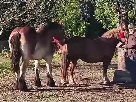 养马人的日常爱马如命助农帮帮团!