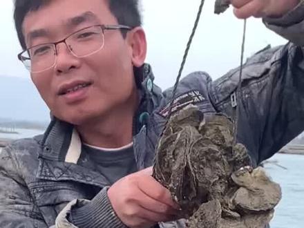 我家乡生蚝在这样的大海长大的,你们说还可以吗?#抖音小助手 #海鲜 #生蚝