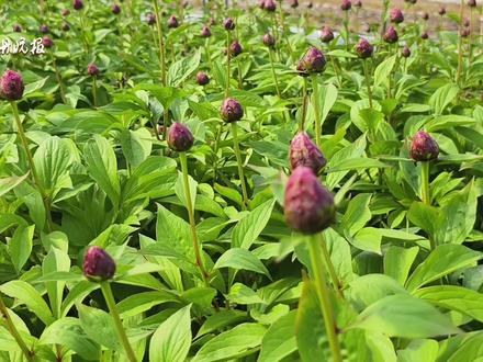 菏泽芍药云端绽放,芬芳产业“香”飘四海 记者 李艳粉 陈淑娅
