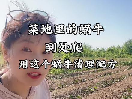 菜地里的蜗牛到处爬,把蔬菜咬的全是洞,我们可以用这个配方#蜗牛 #菜地蜗牛 #蔬菜种植 #农业种植 #四聚乙醛