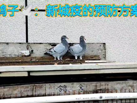 鸽子🕊:新城疫的预防方案