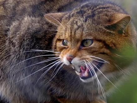 真就虎头虎脑的#科普 #大自然 #涨知识 #奇闻奇事 #动物