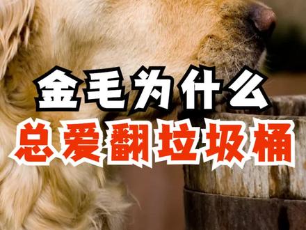 金毛总爱翻垃圾桶的原因,这是它的天性啊!#金毛 #狗狗 #金毛犬知识 #狗狗翻垃圾桶 #金毛翻垃圾桶