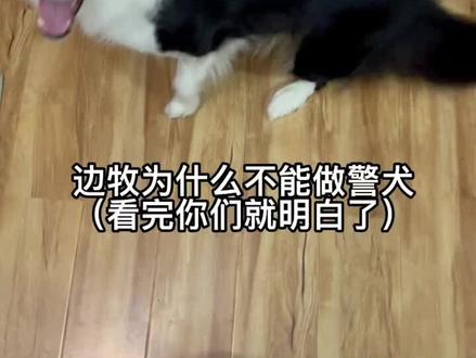 边牧为什么不能做警犬?我服气了,我家狗确实不能。#边牧 #上海话