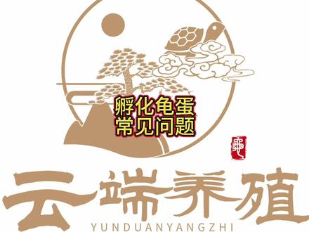 乌龟王八蛋孵化常见问题#养龟日常 #变异龟 #三农养殖 #龟宠时代 #养龟人