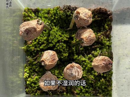 没开玩笑 我孵化了一只会功夫的螳螂。#碎嘴子 #螳螂 #神奇的闲鱼 #闲鱼省钱神券