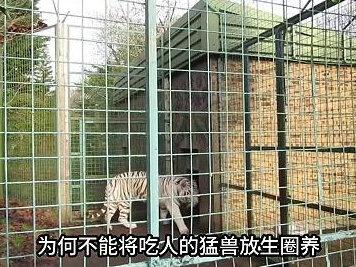 既然食肉动物天生要吃肉,那为什么吃了人肉,就必须死呢? #科学科普 #食肉动物 #老虎 #人类
