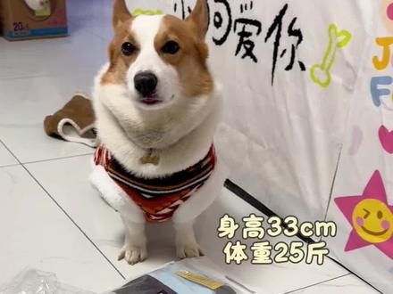 柯基的衣服真的太难买了
买了五件冲锋衣 最后只有两件能留下 #狗狗 #宠物萌宠 #柯基衣服 #狗狗衣服秋冬款 #测评