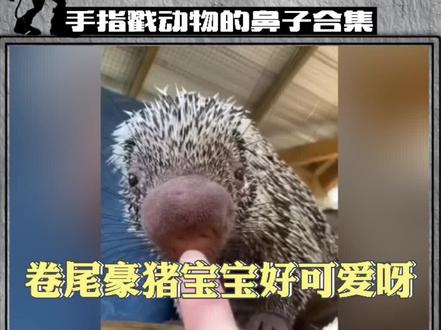 手指戳动物的鼻子合集,第一个卷尾豪猪好可爱啊