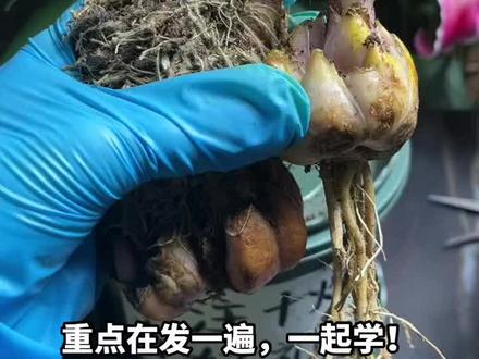 百合繁殖方法,拿走不谢#爱生活爱养花 #花卉绿植 #种植小技巧 #一起养花 #香水百合