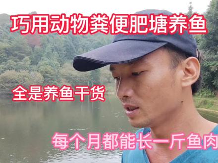 网友们用这个发酵方法,巧用动物粪便肥塘养鱼,每个月都能长1斤