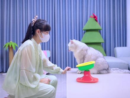 小猫咪疯了,非说自己是机器猫 #猫咪的迷惑行为 #萌宠出道计划