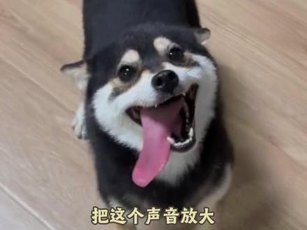 狗狗不搭理你,快试试这个声音!它会立马跑向你哦~ #狗语十级 #狗语 #新手养狗攻略 #狗狗的心思都写在脸上了 #狗语翻译器