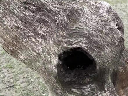 糟糕,我的洞天福地被发现了 #微景观 #盆景 #洞天仙境