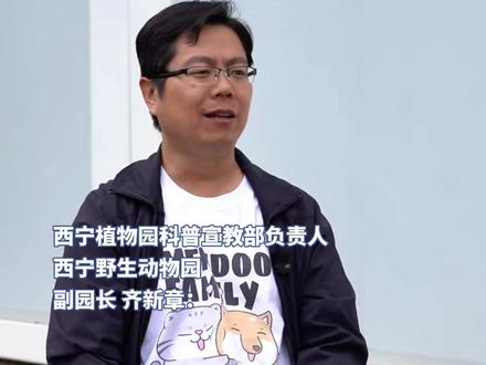 青海雪豹“凌小蛰”何去何从?园方:肌肉萎缩严重,丧失生存技能,不考虑放归,是否留园由相关部门调配处置。(素材来源:治多县融媒体中心)