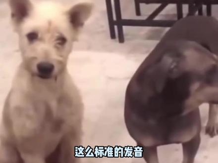 这么标准的口语,谁这么没有眼力见 #英语 #英专生 #爽文 #万万没想到