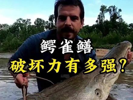 鳄雀鳝为何不能放生?#鳄雀鳝 #科普 #淡水鱼 #涨知识了