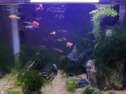 蓝曼龙入住斑马鱼小缸,虽然有点游不开,但是鱼还挺好看的。