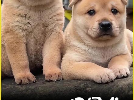 陪伴我们整个童年的狗,中华田园犬 #田园犬 #土狗 #动物世界