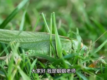 Idea插件Bito gpt4,让开发变得更简单!#程序代码 #autogpt