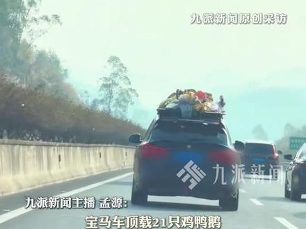 2月25日(采访时间),广东河源,#宝马车主回应载21只鸡鸭鹅返程:都是爷爷奶奶特意准备的,大家羡慕的不是车和鹅,是被长辈疼爱的幸福。